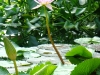 thumbs vodnyj marshrut 13 Ботанический сад имени В.Л. Комарова